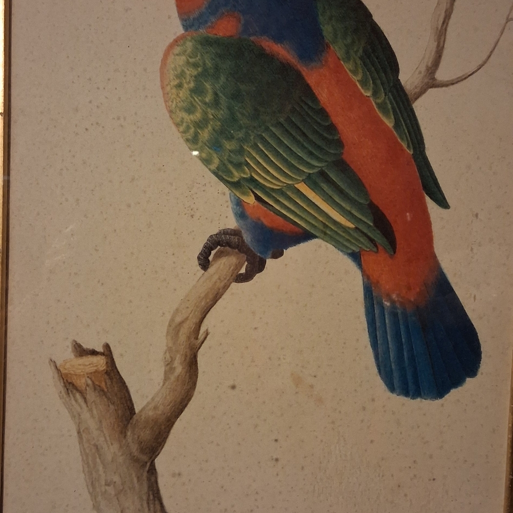 Colorful Parrot Art Print